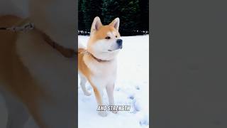 Akita Inu vs Pitbull Who will win [upl. by Catarina184]