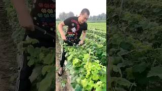 Topping to accelerate lignification of grape seedlings farming agriculture [upl. by Palumbo447]