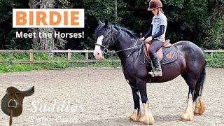 Birdie  Meet our school horses [upl. by Nnyled]