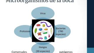 Microbiota oral [upl. by Frankhouse]