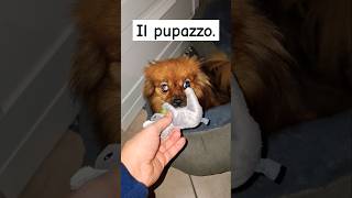 Il pupazzo 😂 dailyvlog [upl. by Hadeehuat]