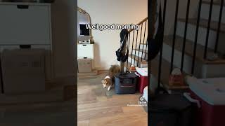 How Dogs Walk DownstairsFunny Dog Videos [upl. by Woll]