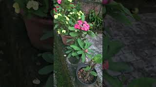 miliplant euphorbia gardening natureserenity plantlovers [upl. by Atinar]