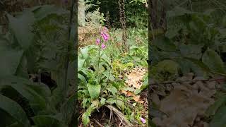 Foxglove in the wood naturefoxgloveautumn [upl. by Odidnac509]