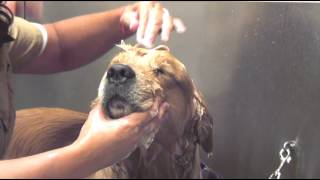 How to Bathe Your Dog  Dog Grooming [upl. by Dorcea]