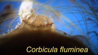 CORBICULA FLUMINEA [upl. by Deirdra]