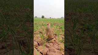 Beautiful sounds of teetar  tetar ki awaz teetarkiawaaz bird viralvideo 10millionshort birds [upl. by Aneerbas151]