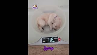 goldenretrieverpuppies 1 week weigh in [upl. by Nylareg770]