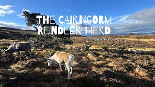 Wandering in the Cairngorm Mountains with Reindeer 😀 [upl. by Galen684]