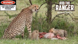 Cheetah Family Feeding Together  Lalashe Maasai Mara Safari [upl. by Kedezihclem451]