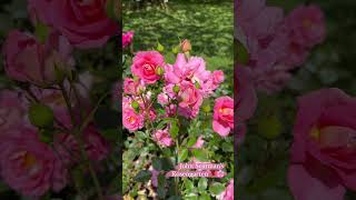 John Scarman’s Rosengarten 🌸rose roses nature flowers summer garden gardening [upl. by Kciredor]