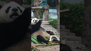 How do cute giant pandas digest bamboo [upl. by Castera]