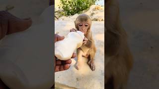 Cute baby monkey drinking milk from bottle 🍼🐵 monkeyvideo bandar monkey 0250 [upl. by Fagan647]