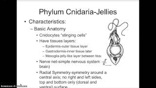 Sponges and Jellies Lecture [upl. by Altis]