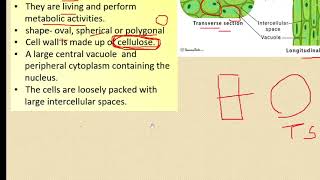 class 9 simple permanent tissues [upl. by Nedarb808]