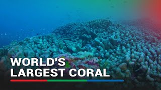 Worlds largest coral discovered in Solomon Islands  ABS CBN News [upl. by Nelly]