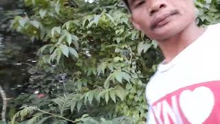 ito ang daan domarfarming garden gardening httpsyoutubecomdomar23sihax87Isqjgc9ZhS [upl. by Regnig]