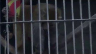 Yerevan ZOO 2015Երևանի կենդաբանական այգի [upl. by Harp]