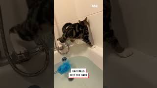 funny video animals dog cat animals [upl. by Khichabia]