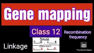 Gene Mapping in Bengali  Linkage and Recombination  Class 12 [upl. by Alahcim]