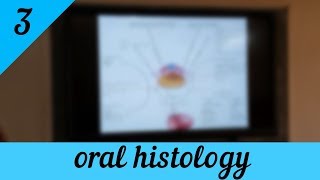 Oral Histology 3  Dentine  دكتور عباس قريب الله [upl. by Assyn611]