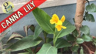 CANNA LILY Plant Care  How to Grow and Care Cannas  Propagation of Canna Lily [upl. by Novit]