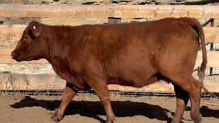 Lot 25  Red Angus 3 YO Bred Cows for Sale from Columbus Montana [upl. by Lux]