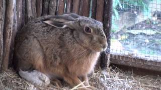 Brown Hare eating caecotrophs  coprophagy [upl. by Cecilio]