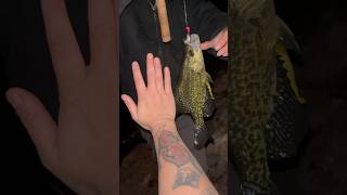 Slab Crappie 🐟 crappiefishing fishing fishinglife giantfishing slabcrappie [upl. by Tullusus10]