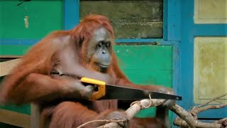 Incredible Orangutan Moments Part 1  Top 5s  BBC Earth [upl. by Ehsrop]