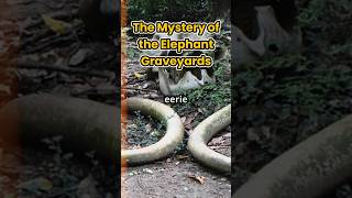 The Secret Rituals of Elephants Uncovering the Graveyard Mystery [upl. by Elfreda]