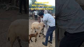 Ppr vaccination in sheep goat 🐐 animallover pashuparichar cow farming pashudhn [upl. by Jaquiss]