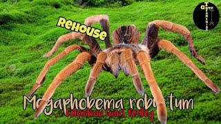 Megaphobema Robustum dual rehouse Colombian Giant redleg  subscribe youtube fypシ [upl. by Liv487]