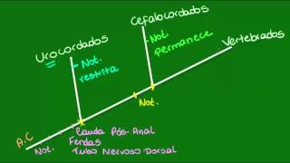 Características gerais dos Vertebrados  Vertebrados  Zoologia [upl. by Arreit480]