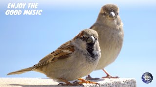 Sonidos de Gorriones  Cantos de Gorriones  Pájaros cantando  Sonido de Animales [upl. by Tugman]