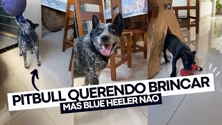 Filhote de Pitbull querendo brincar com Blue Heeler  Boiadeiro Australiano [upl. by Ledah538]