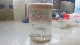 Living yeast balls Experiment [upl. by Elicia96]