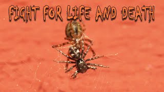 Spiders’ fight for life and death [upl. by Idnyl]