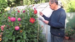 How to grow dahlias step by step the Geoff amp Heather way [upl. by Kipper734]