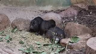 A group of Desmarests hutia [upl. by Ateloj]