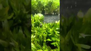 HYGROPHILA CORYMBOSA PARAWITOTA RUGGED Aquarium Plant For Sale [upl. by Reyotal]