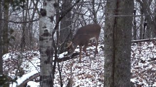 How to Hunt the Late Season for Deer [upl. by Janis265]