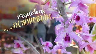 Como Cuidar de Orquídeas  Dendrobium para todos os gostos [upl. by Ibbetson42]