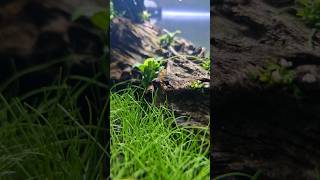 Adding new Shrimps to my no filter nano shrimp Aquarium 👑 [upl. by Sonitnatsok789]