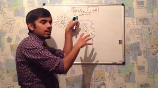 GLIAL CELL ASTROCYTES  neuroanatomy part2 [upl. by Zinah]