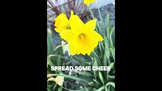 DAFFODILS… an original poem [upl. by Oatis941]