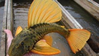 Argentina fish shipment of wild plecostetrascichlids [upl. by Arhsub]