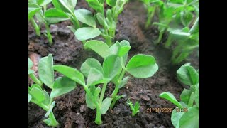 Wunderschöne Jungflanzen von Erbsen nach Blumenstrauß Methode Ich vemehre Geranien [upl. by Darby]