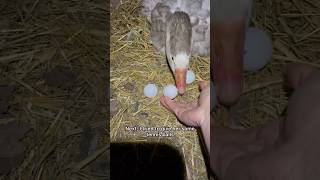 Week 1  My Goose Has Gone Broody goose geese broodyhen broody duck cute farm [upl. by Jemmy]