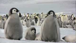 Emperor penguins at Snow Hill Island [upl. by Nette]